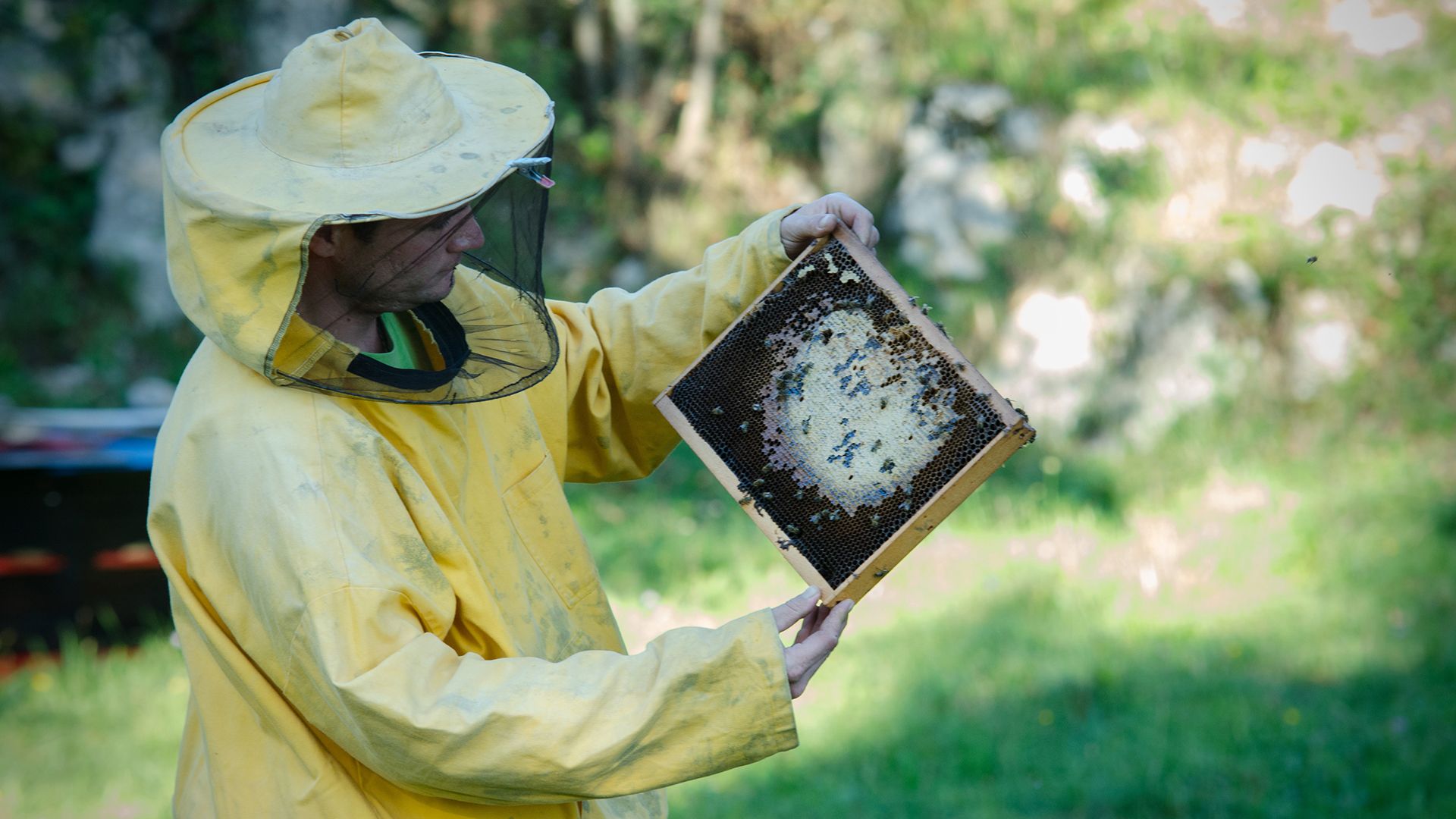Obiteljska tradicija pčelarstva | Suza T.B.